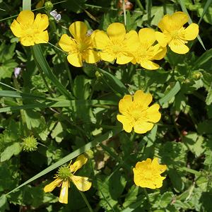 Ranunculus repens