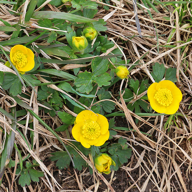 Ranunculus repens