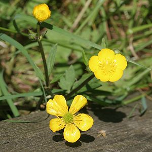 Ranunculus repens