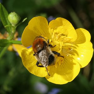 Ranunculus repens + Merodon