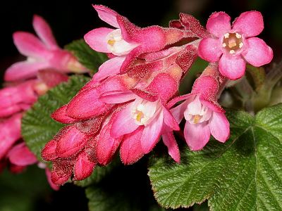 Ribes sanguineum
