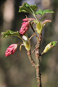 Ribes sanguineum