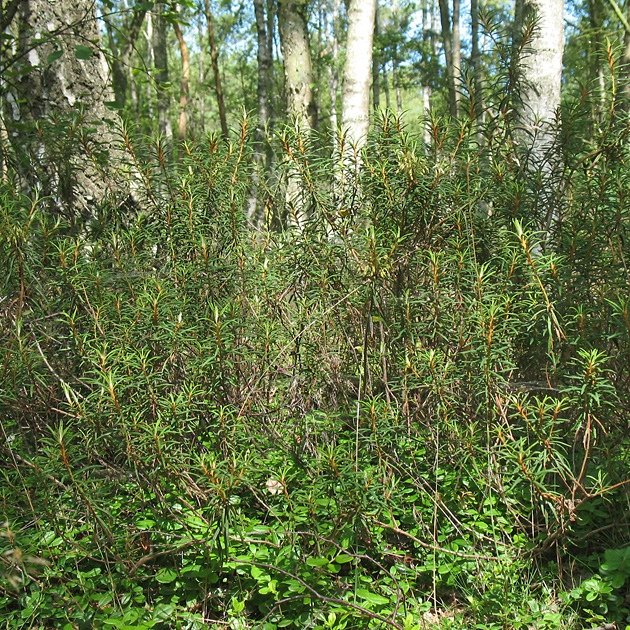 Rhododendron tomentosum