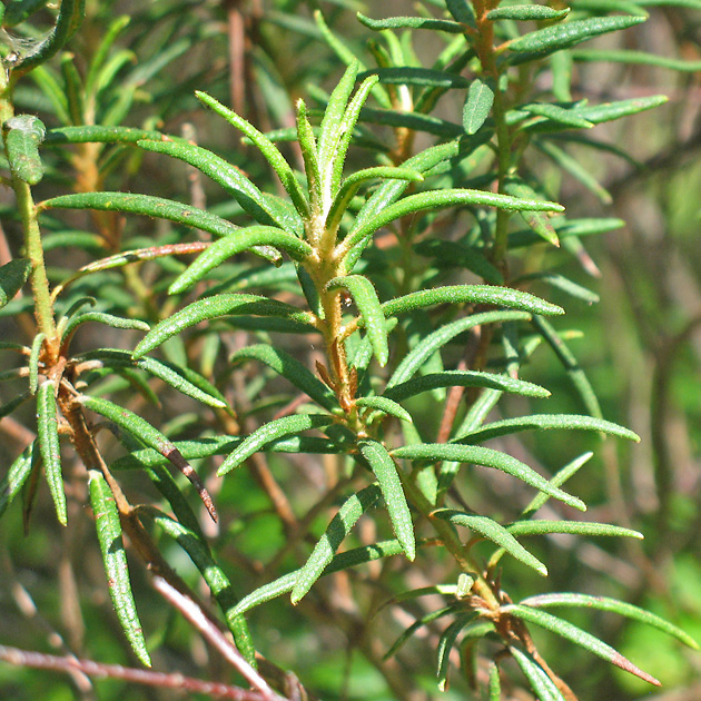 Rhododendron tomentosum