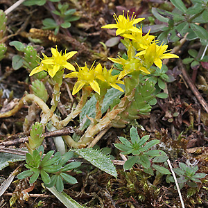 Sedum acre