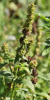 Stachys affinis