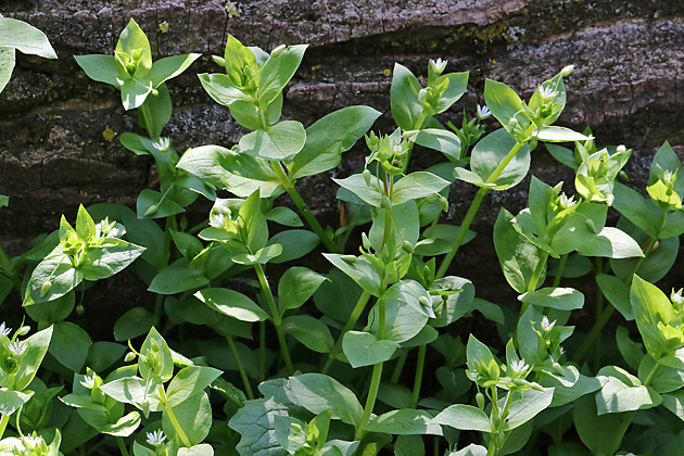 Myosoton aquaticum / Stellaria aquatica (10.4.2019) Myosoton aquaticum / Stellaria aquatica