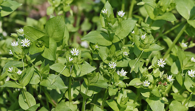 Myosoton aquaticum / Stellaria aquatica (10.4.2019) Myosoton aquaticum / Stellaria aquatica