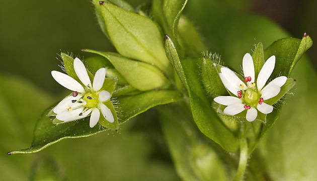 Myosoton aquaticum / Stellaria aquatica