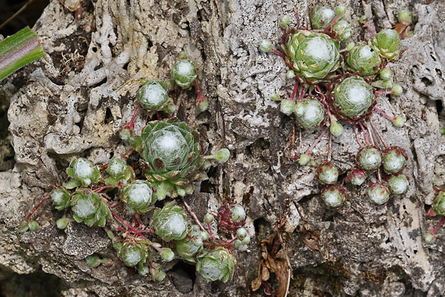 Sempervivum arachnoideum