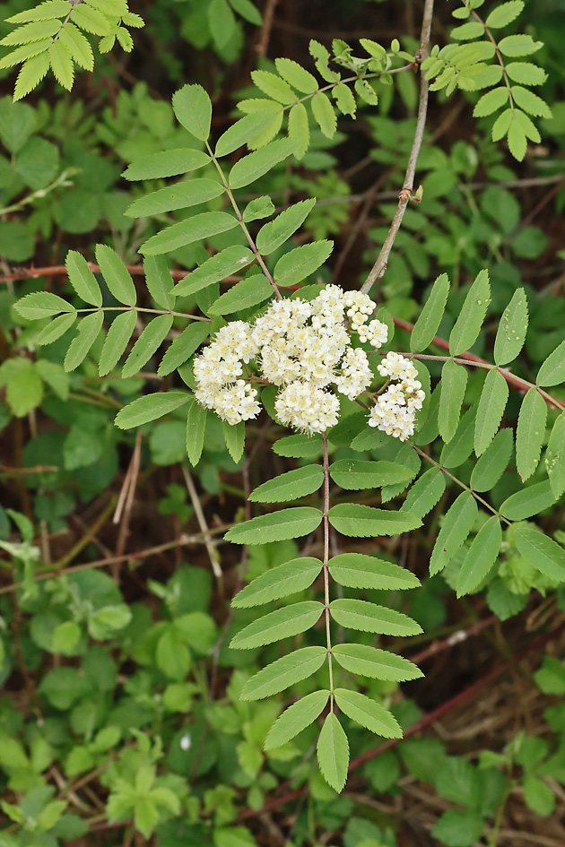 Sorbus aucuparia