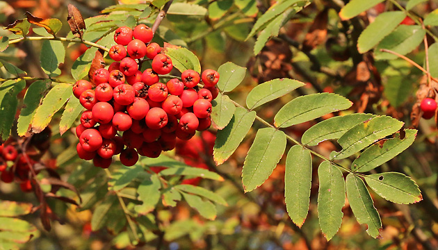 Sorbus aucuparia