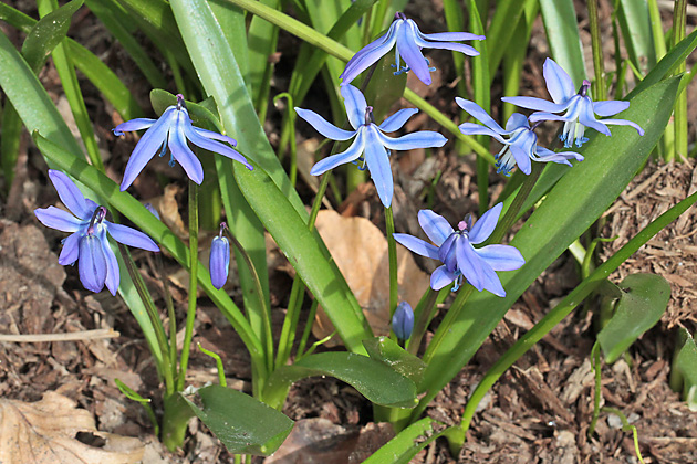 Scilla bifolia