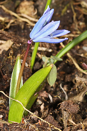 Scilla bifolia