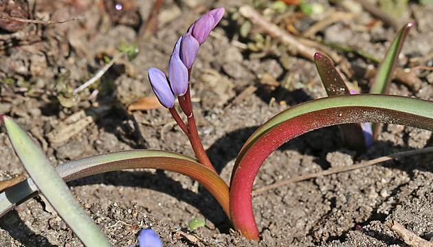 Scilla bifolia