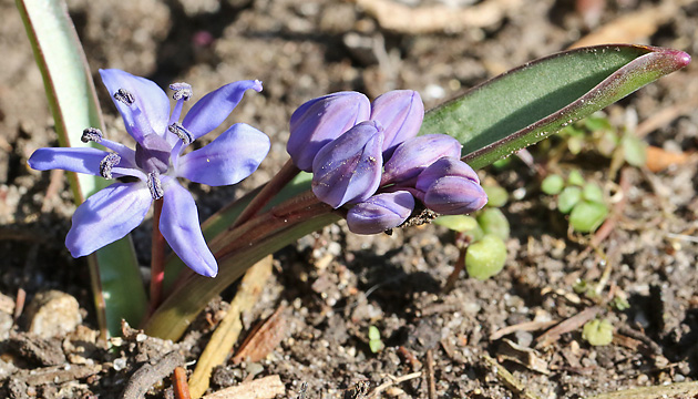 Scilla bifolia