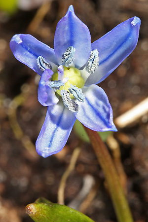 Scilla bifolia