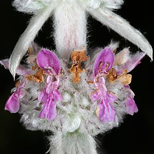 Stachys byzantina