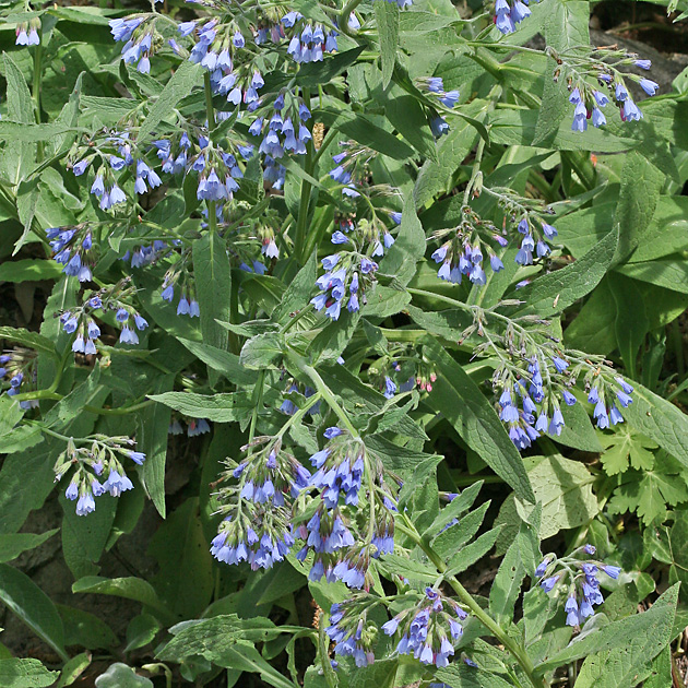 Symphytum caucasicum