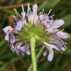Scabiosa columbaria