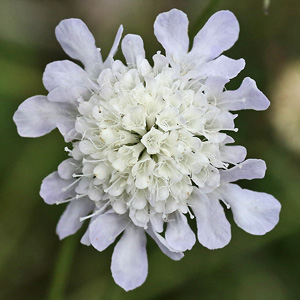 Scabiosa columbaria