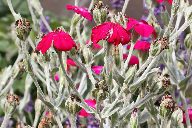 Silene coronaria