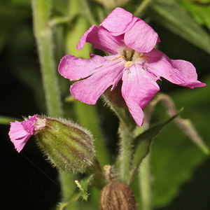Silene dioica