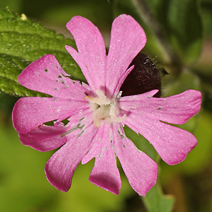 Silene dioica