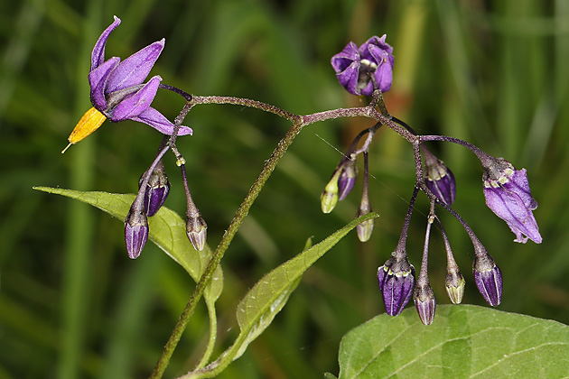 Solanum dulcamara (SG, 26.6.2018)