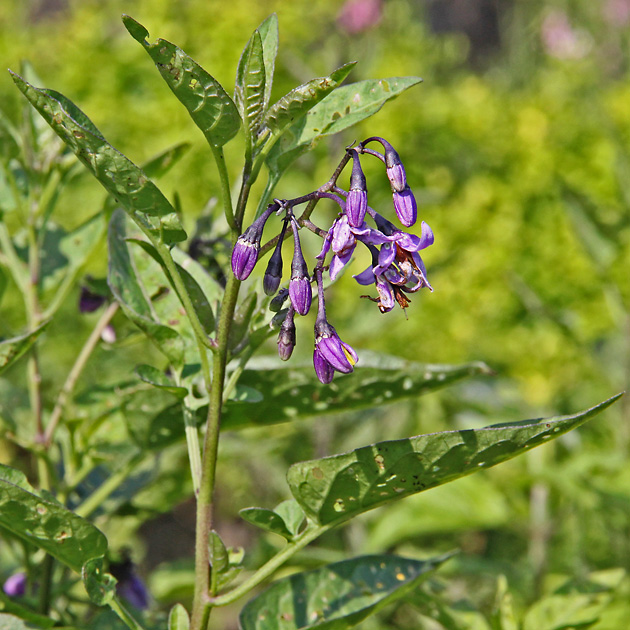 Solanum dulcamara