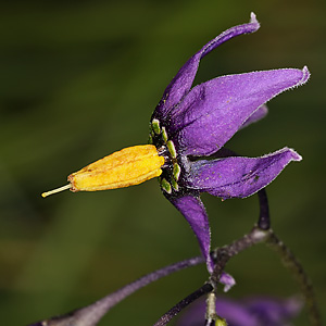 Solanum dulcamara