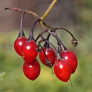Solanum dulcamara