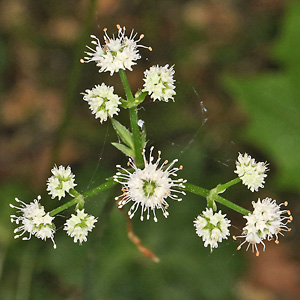 Sanicula europaea