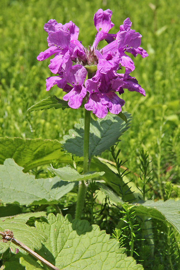 Stachys grandiflora