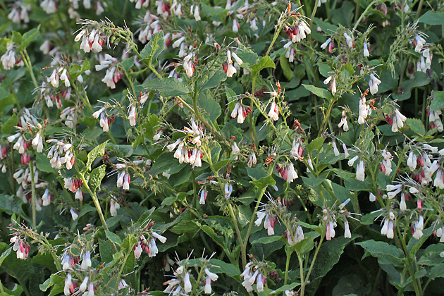 Symphytum grandiflorum