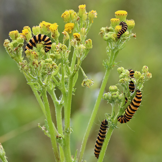Tyria jacobaeae-Raupen an Senecio jacobaea