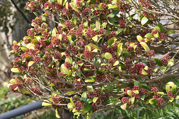 Skimmia japonica (13.3.2022)