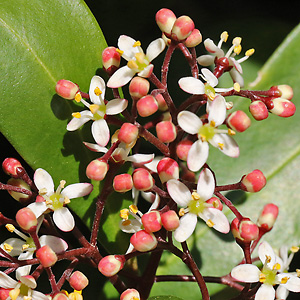 Skimmia japonica (13.3.2022)