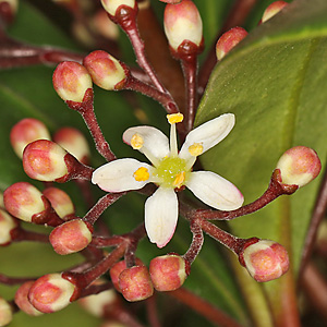 Skimmia japonica (13.3.2022)