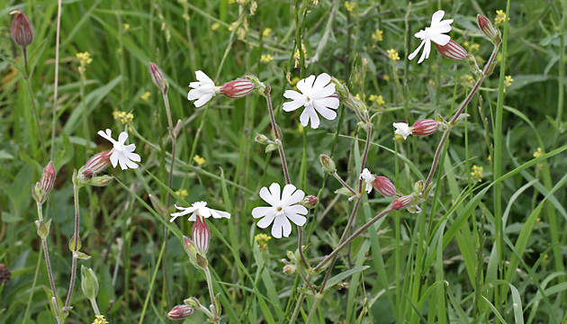 Silene latifolia