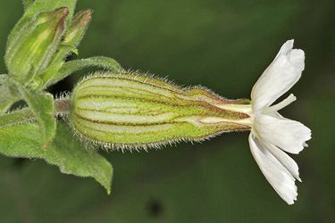 Silene latifolia