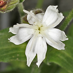 Silene latifolia