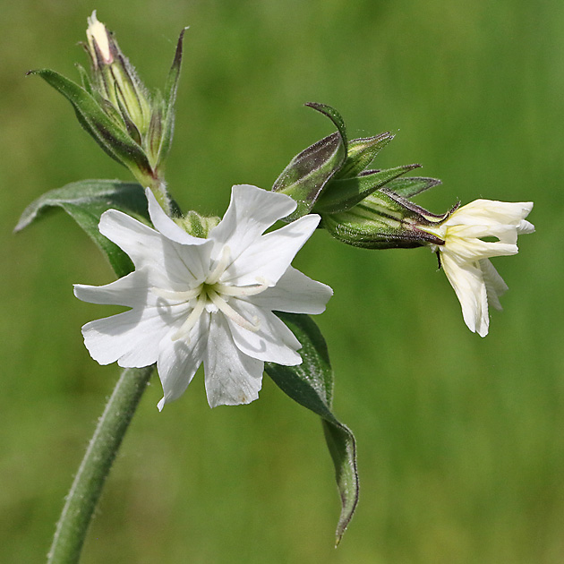 Silene latifolia