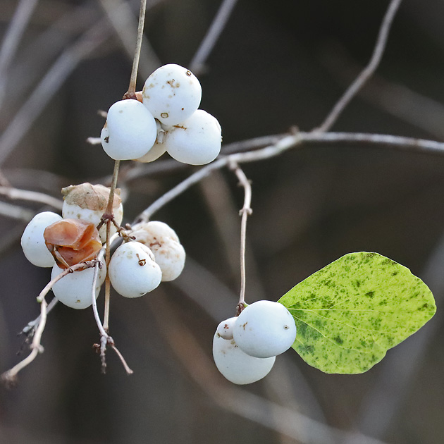 Symphoricarpos albus