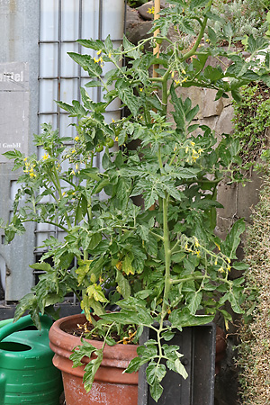 Solanum lycopersicum