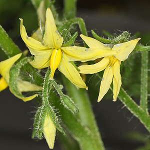 Solanum lycopersicum