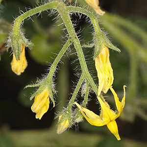 Solanum lycopersicum