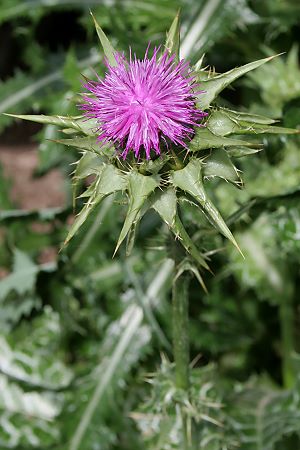 Silybum marianum