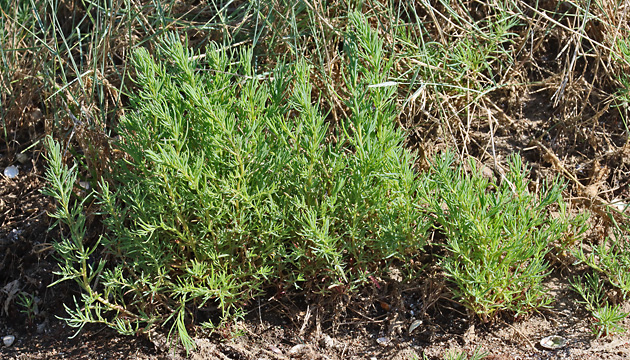 Suaeda maritima
