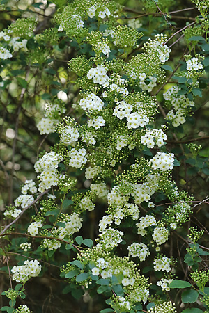 Spiraea media